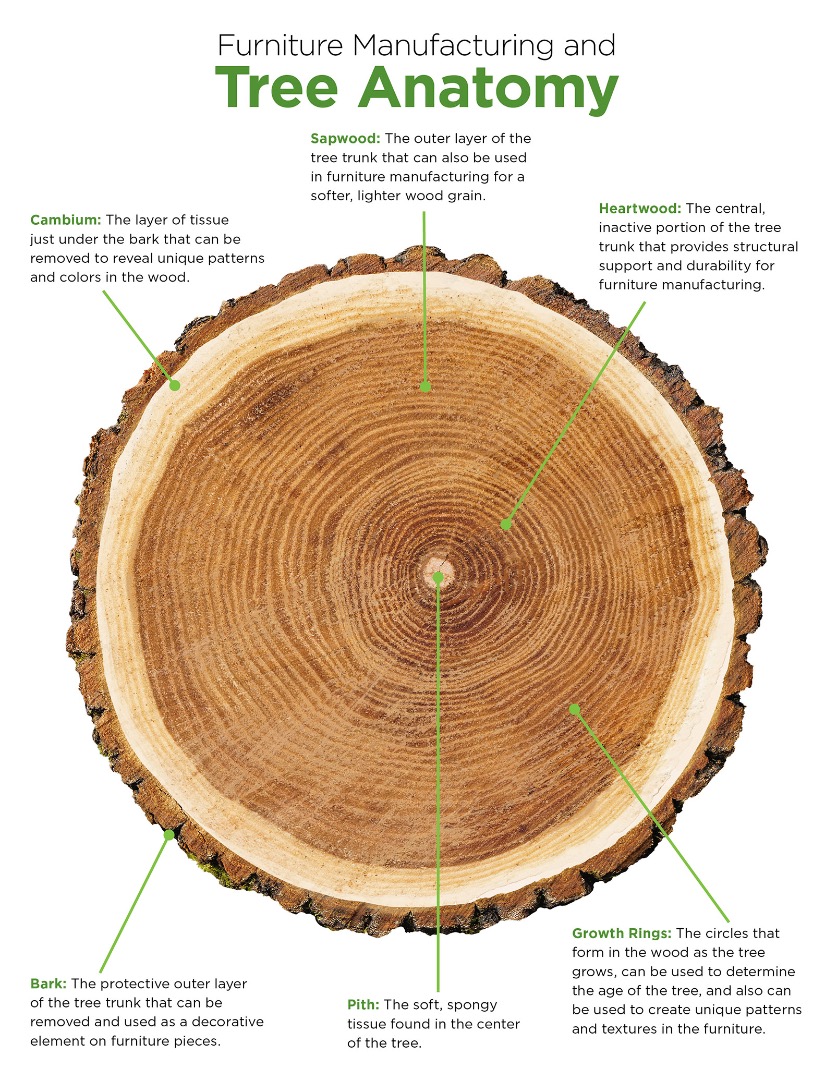 Anatomy of a Tree for Furniture